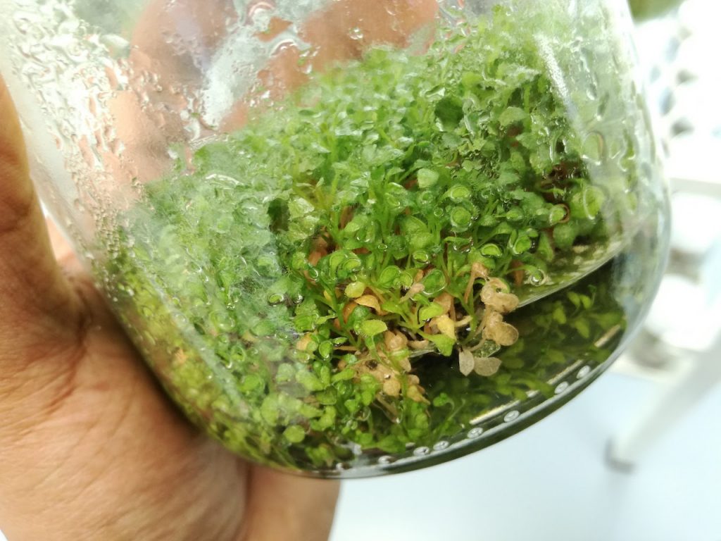 Historia cultivo de tejidos mexico